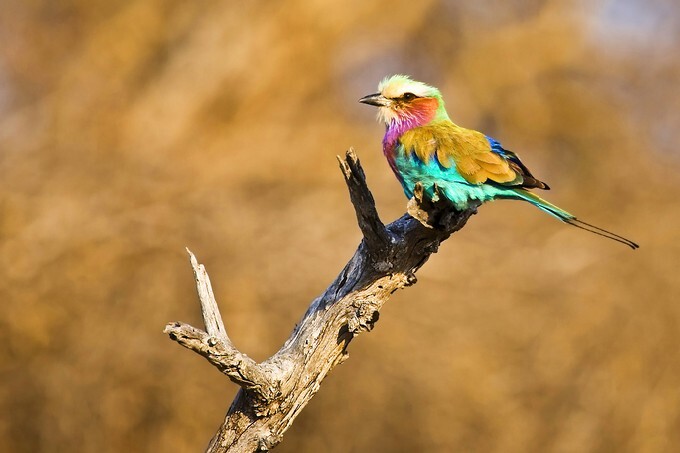 Lilac-breasted roller (Coratias caudata) in Kruger national park, South Africa